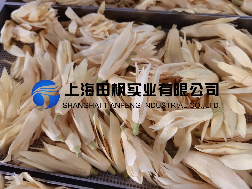 白玉蘭凍干，鮮花凍干機(jī)應(yīng)用于白玉蘭真空冷凍干燥